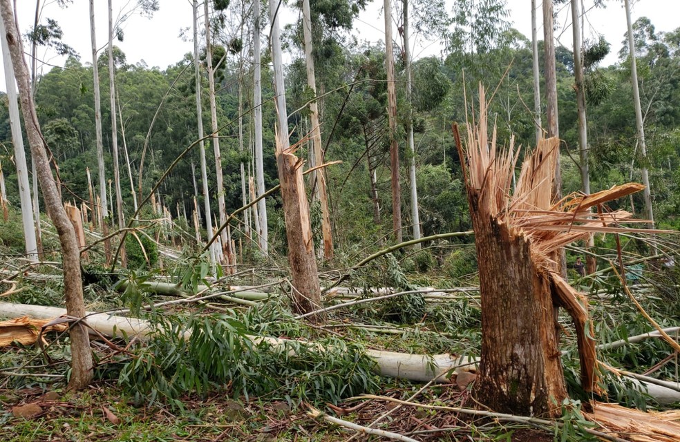 Danos em eucaliptos em Quilombo — Foto: Defesa Civil/Divulgação