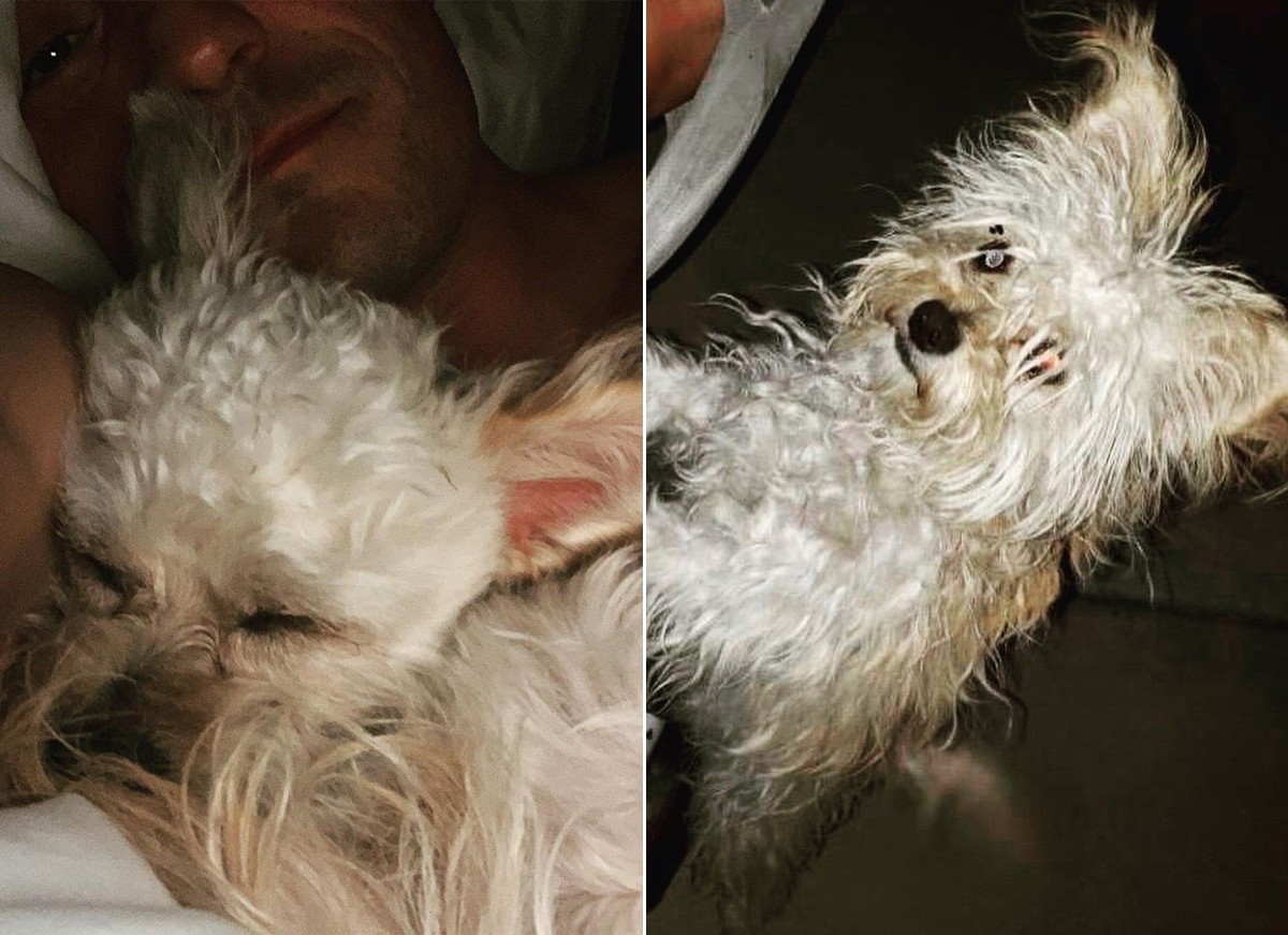 Orlando Bloom apresenta novo pet, Buddy (Foto: Reprodução / Instagram)