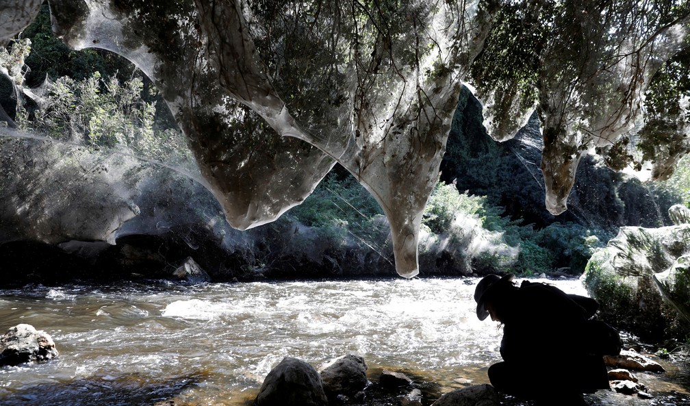 Igor  Armicach, doutorando da Universidade Hebraica de Jerusalém, analisa as grande teias de aranha ao lado do riacho  (Foto: Ronen Zvulun/Reuters)