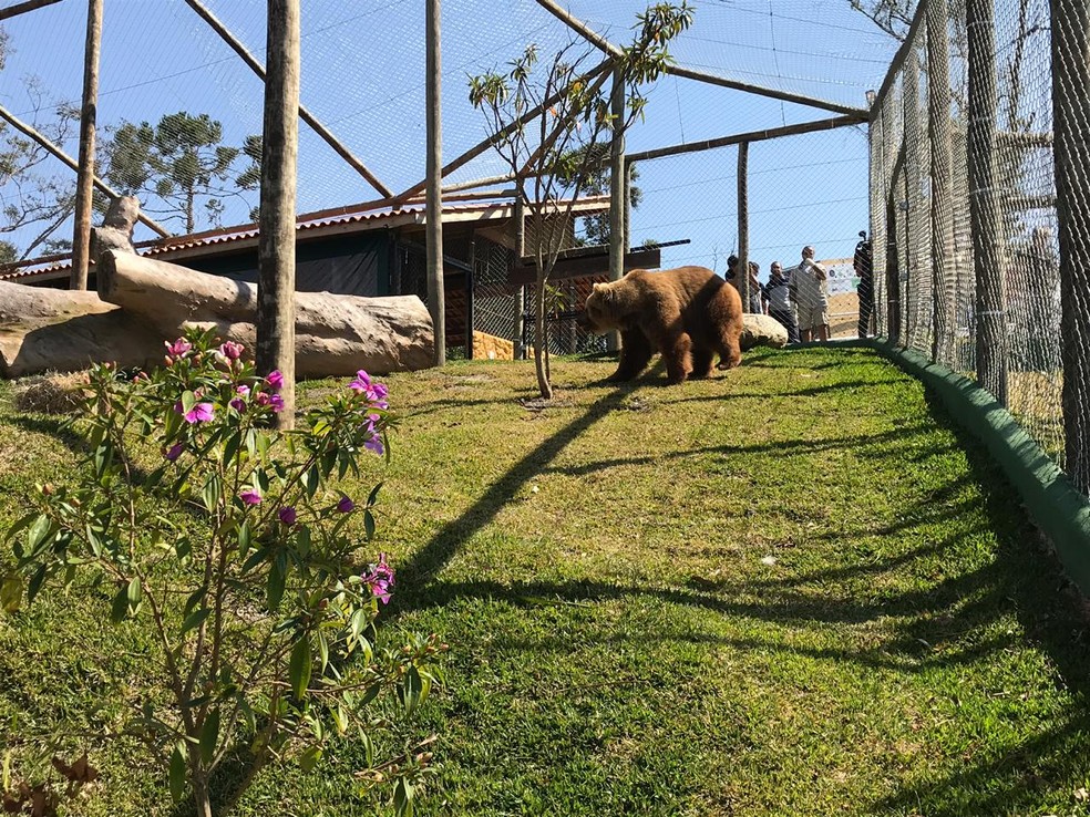 Casal de ursos é solto em santuário de animais para adaptação a novo espaço — Foto: Pedro Melo/TV Vanguarda