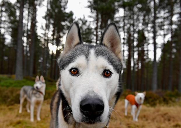 Husky (Foto: Getty Images)