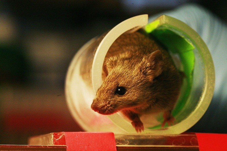 Ratos alcóolatras conseguiram deixar o vício para trás fazendo um tratamento com luzes (Foto: Wikimedia Commons)