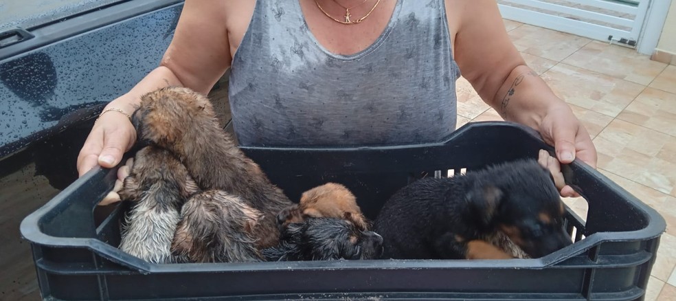 Animais foram resgatados após serem encontrados abandonados em córrego em Itanhaém, SP — Foto: Arquivo Pessoal