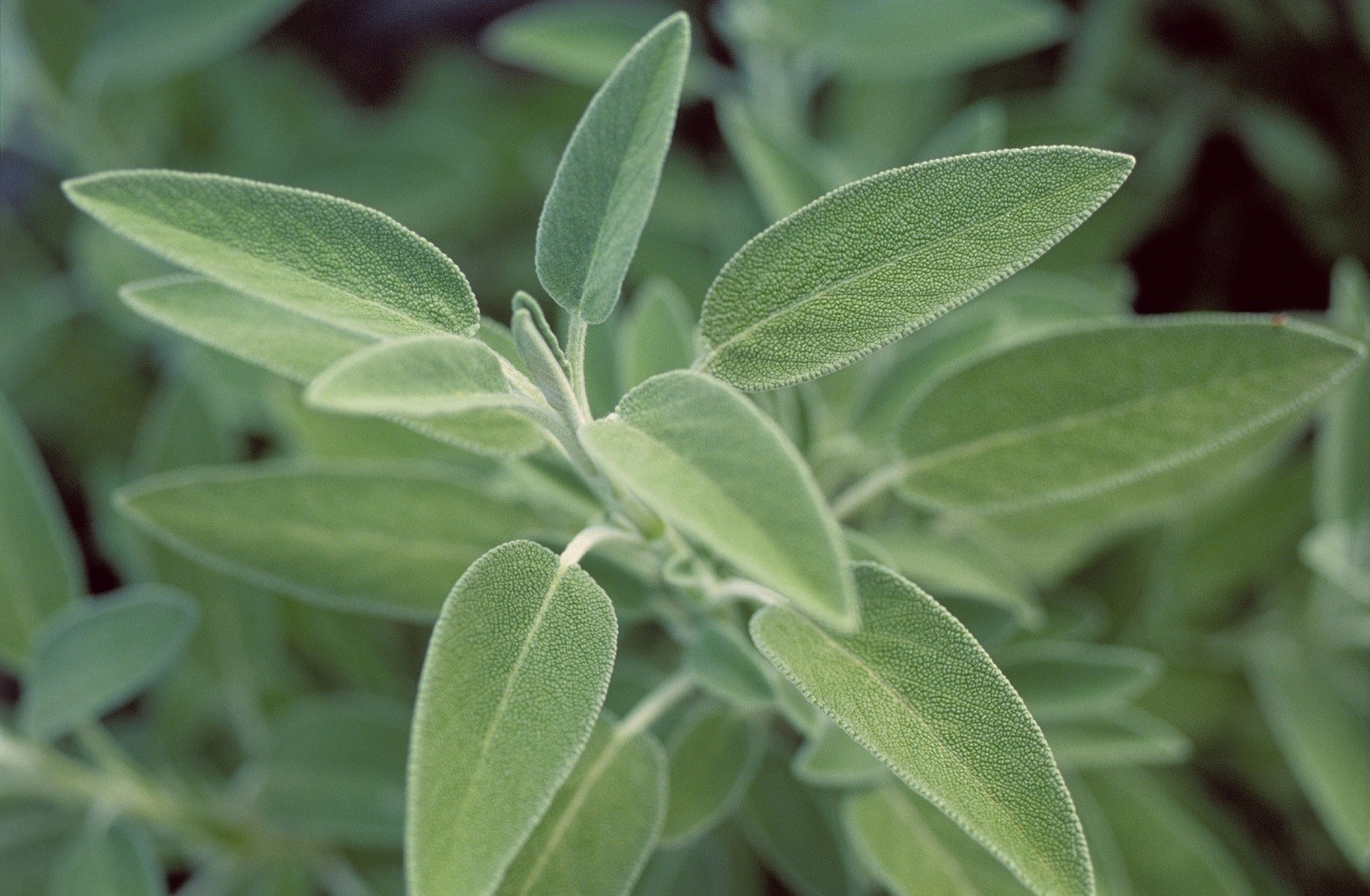 5 plantas que atuam como inseticidas naturais (Foto: Getty Images)