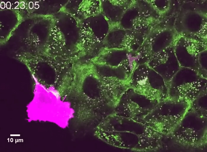 Os pesquisadores projetaram células para transportar ou as proteínas spike (verde), do Sars-CoV-2, ou as proteínas ACE2 (magenta), seu alvo nas células humanas (Foto: D. Sanders et al./bioRxiv.org)