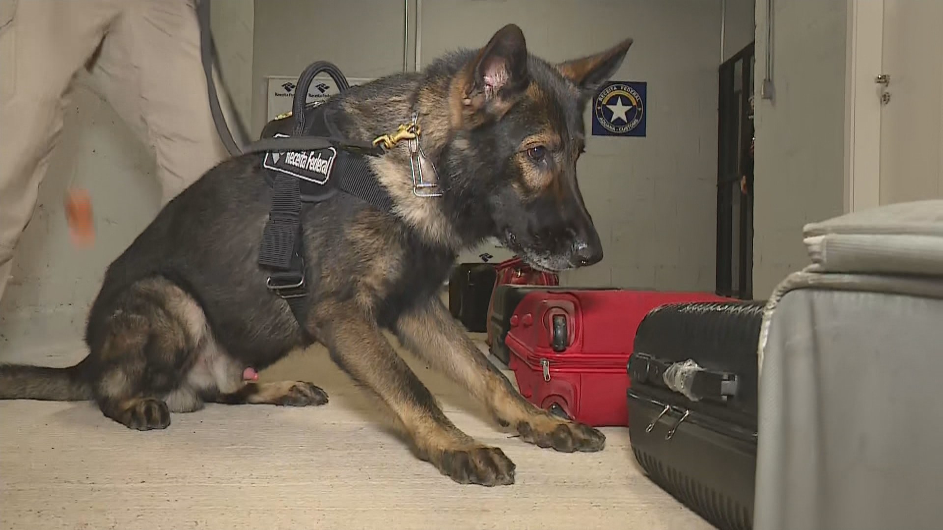 Cães farejadores reforçam fiscalização no aeroporto de Porto Alegre; VÍDEO