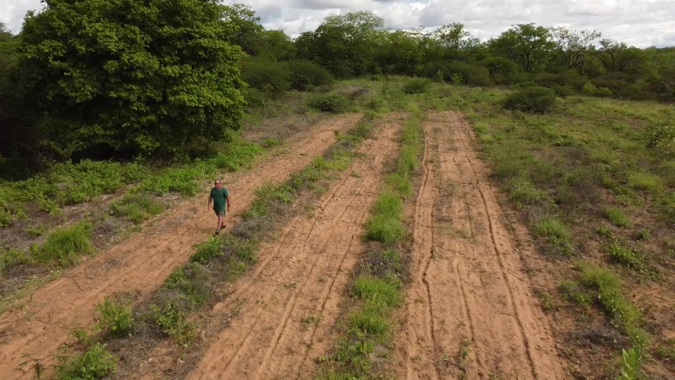 Sistema agroflorestal é experimento para manter atividade agrícola, sem agredir vegetação da Caatinga — Foto: Ezequiel Quirino/TV Globo