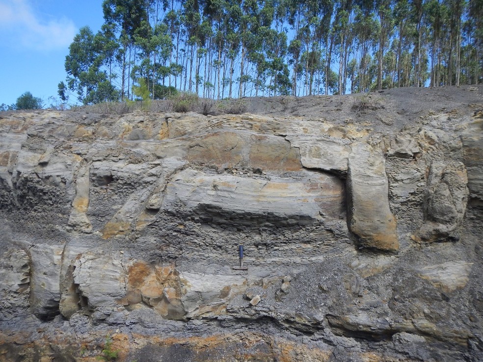 Floresta de 290 milhões de anos é descoberta no Paraná — Foto: Arquivo Pessoal/Thammy Mottin