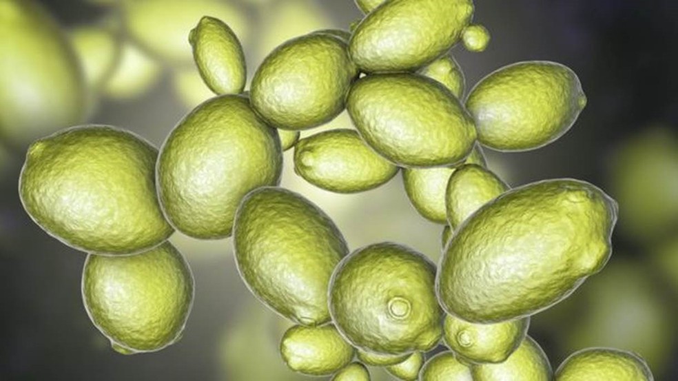 O fermento é responsável por transformar carboidratos em álcool — Foto: Getty Images/BBC