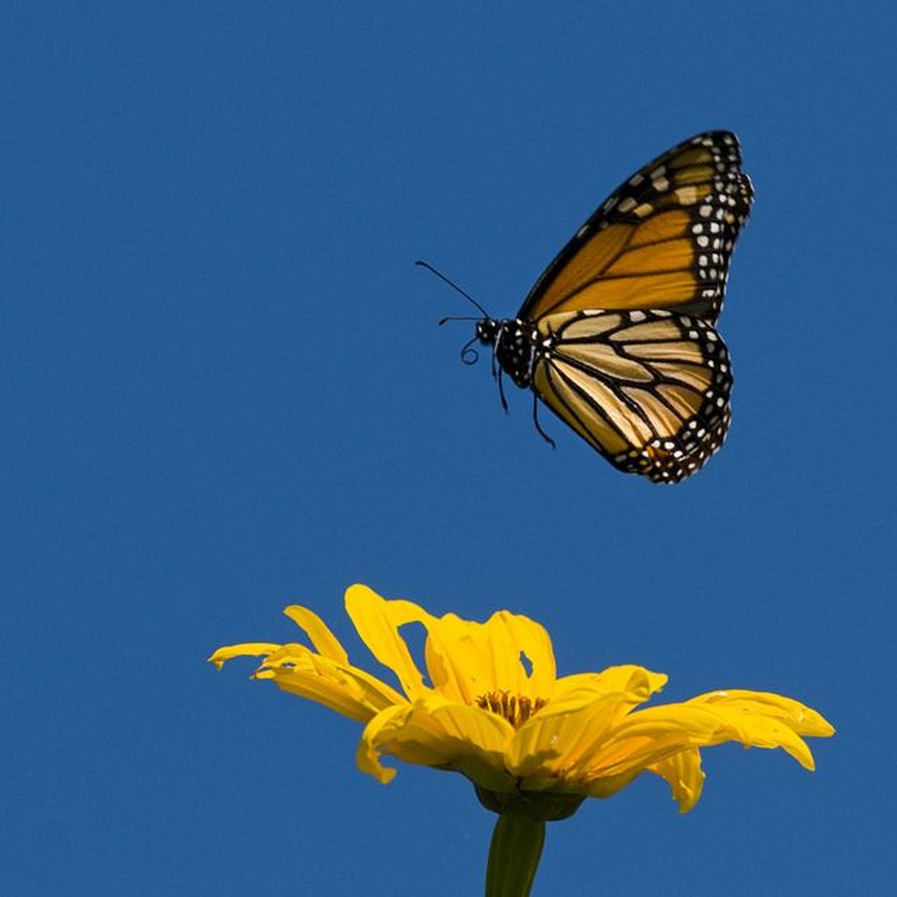 Quando está doente, a borboleta-monarca protege seus filhotes com compostos químicos — Foto: Getty Images via BBC