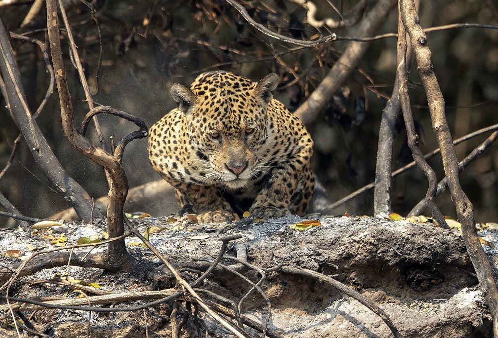 13 de setembro - Onça-pintada é vista em área recentemente queimada no Parque Estadual Encontro das Águas, no Pantanal, perto de Poconé — Foto: Andre Penner/AP