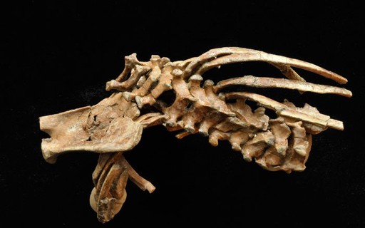 Fóssil de 3 milhões de anos revela as origens da nossa coluna vertebral