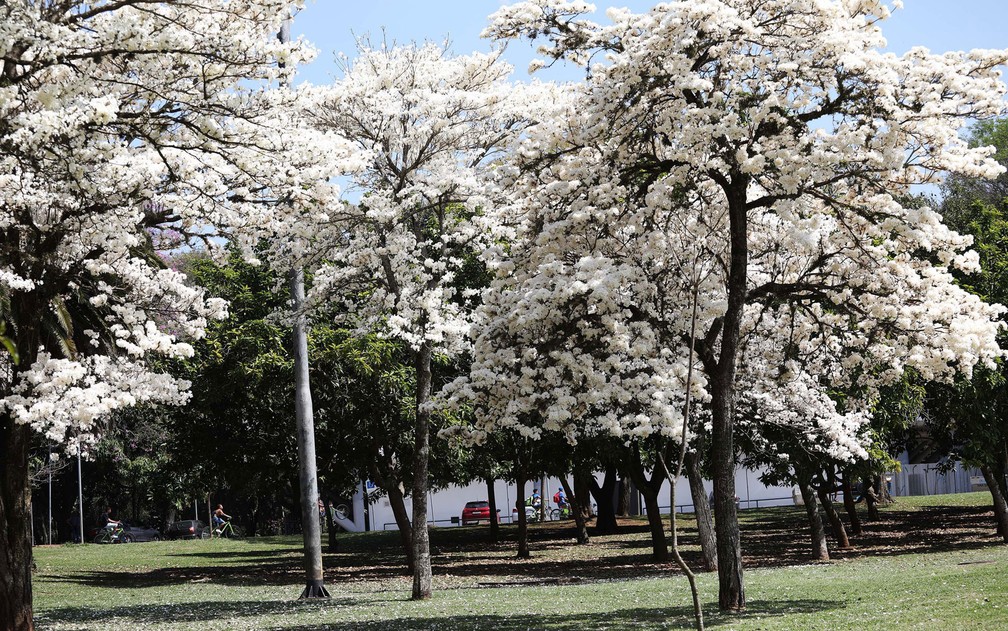 Ipês brancos florescem e enfeitam paisagem do Parque Ibirapuera |  Verdejando SP | G1