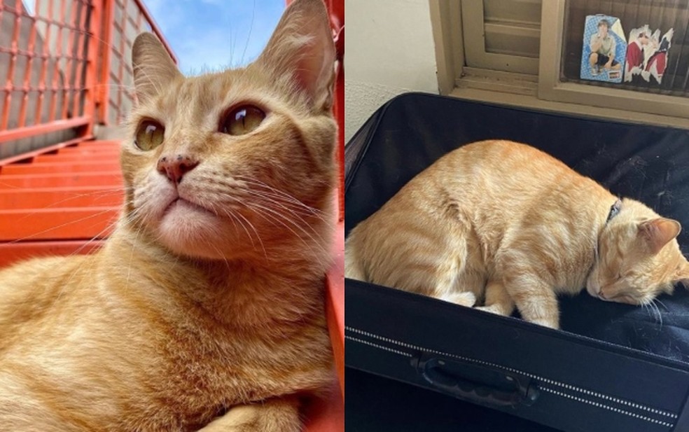 Gato que ganhou crachá do Poupatempo já invadiu gabinete de prefeitura — Foto: Vitória Capato/Arquivo pessoal 