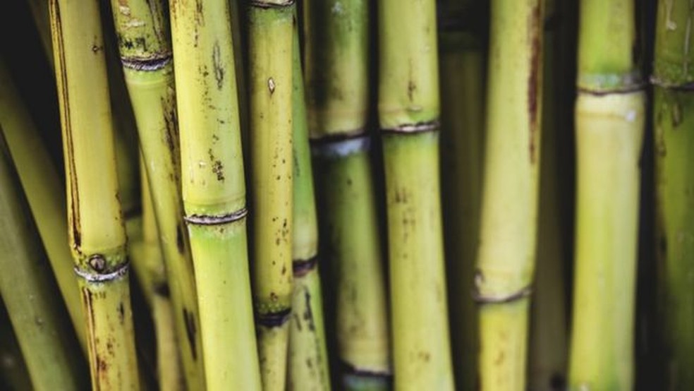 A cultura canavieira facilitou o acesso ao açúcar no Brasil — Foto: Getty Images