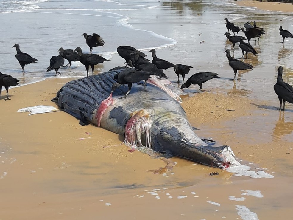 Filhote de baleia jubarte é encontrado morto em praia do sul da Bahia — Foto: Prefeitura de Porto Seguro