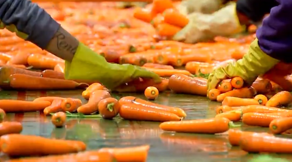 Preço da cenoura teve aumento de 55% em um mês, em fevereiro. — Foto: Reprodução/TV TEM