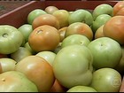 Produtores de tomate de MG buscam alternativas para reduzir os prejuízos