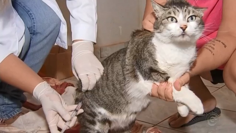 Gato é vacinado contra raiva — Foto: Reprodução/TV TEM 