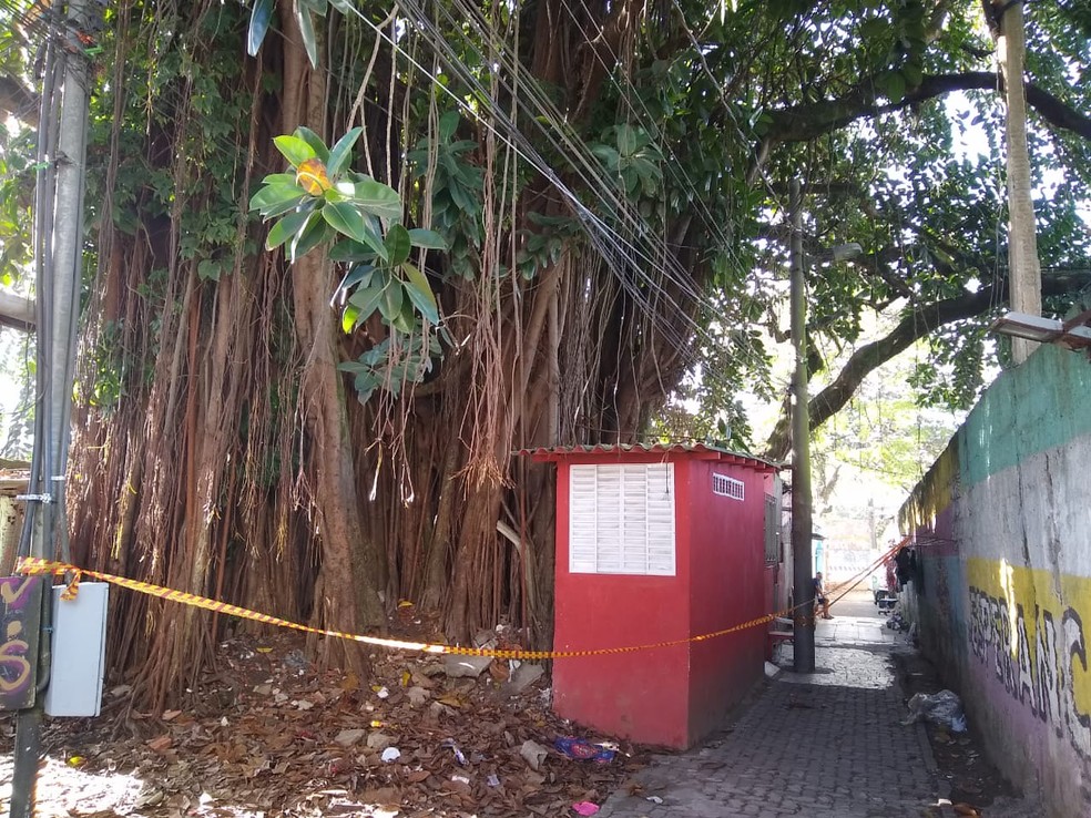 Moradores Relatam Panico Ao Terem Casa Destruida Por Arvore Centenaria Em Sp Santos E Regiao G1