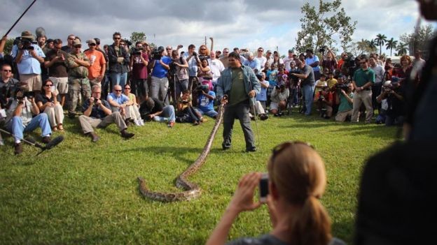 O abate de espécies invasoras como a píton birmanesa não chegou a provocar uma grande reação negativa quando foi implementado na Flórida (Foto: Getty Images via BBC News Brasil)