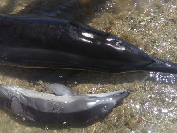 Golfinhos encalham em Japaratinga (Foto: Daniela Lima/Arquivo pessoal)