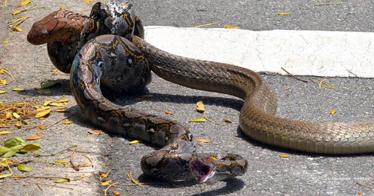Cobra rei cobra serpente chifrudo dragão táticas jogo de estratégia