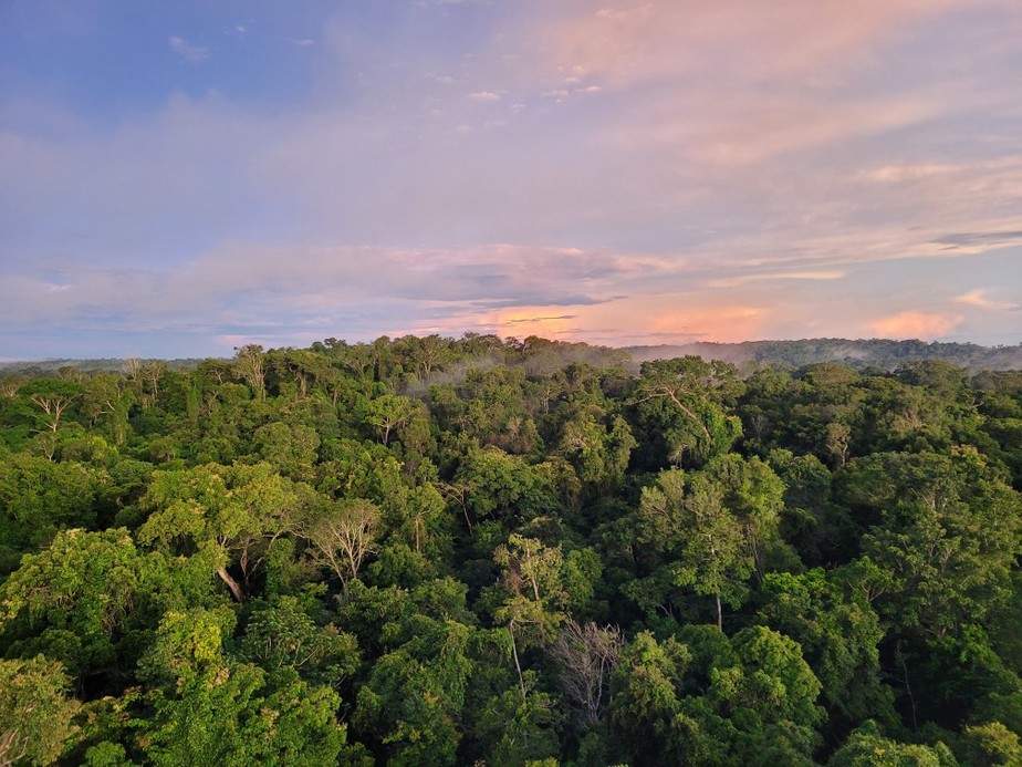 Floresta Amazônica preservada no Norte do Mato Grosso