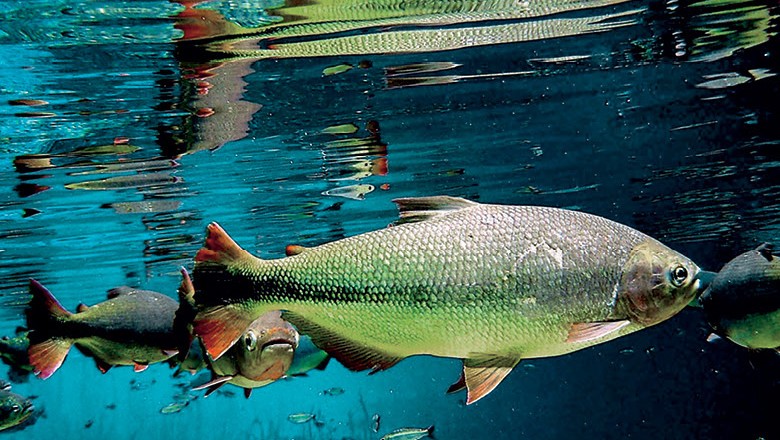 UMA FAMÍLIA QUE SE DEDICA PARA A PESCA ESPORTIVA