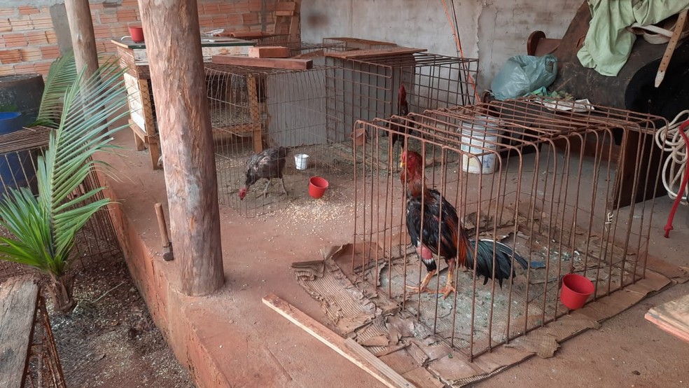 24 galos foram resgatados em chácara, em Ourinhos — Foto: Polícia Ambiental/Divulgação