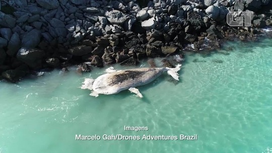 Baleia jubarte é encontrada morta na Ilha do Farol, em Arraial do Cabo, no RJ