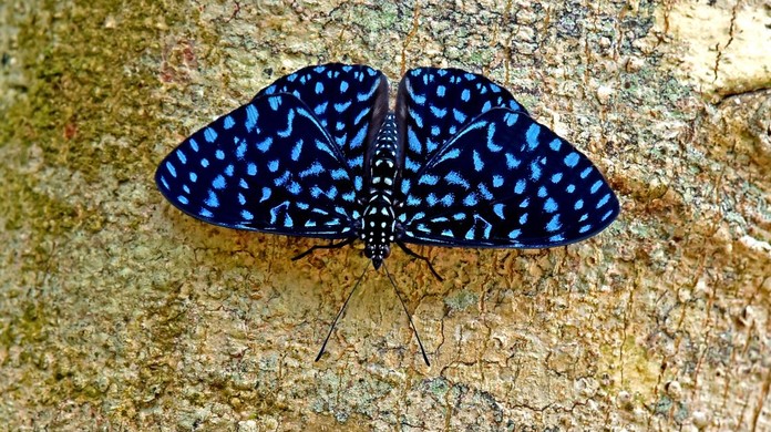 Borboletas e mariposas se diferenciam por repouso das asas e antenas |  Terra da Gente | G1