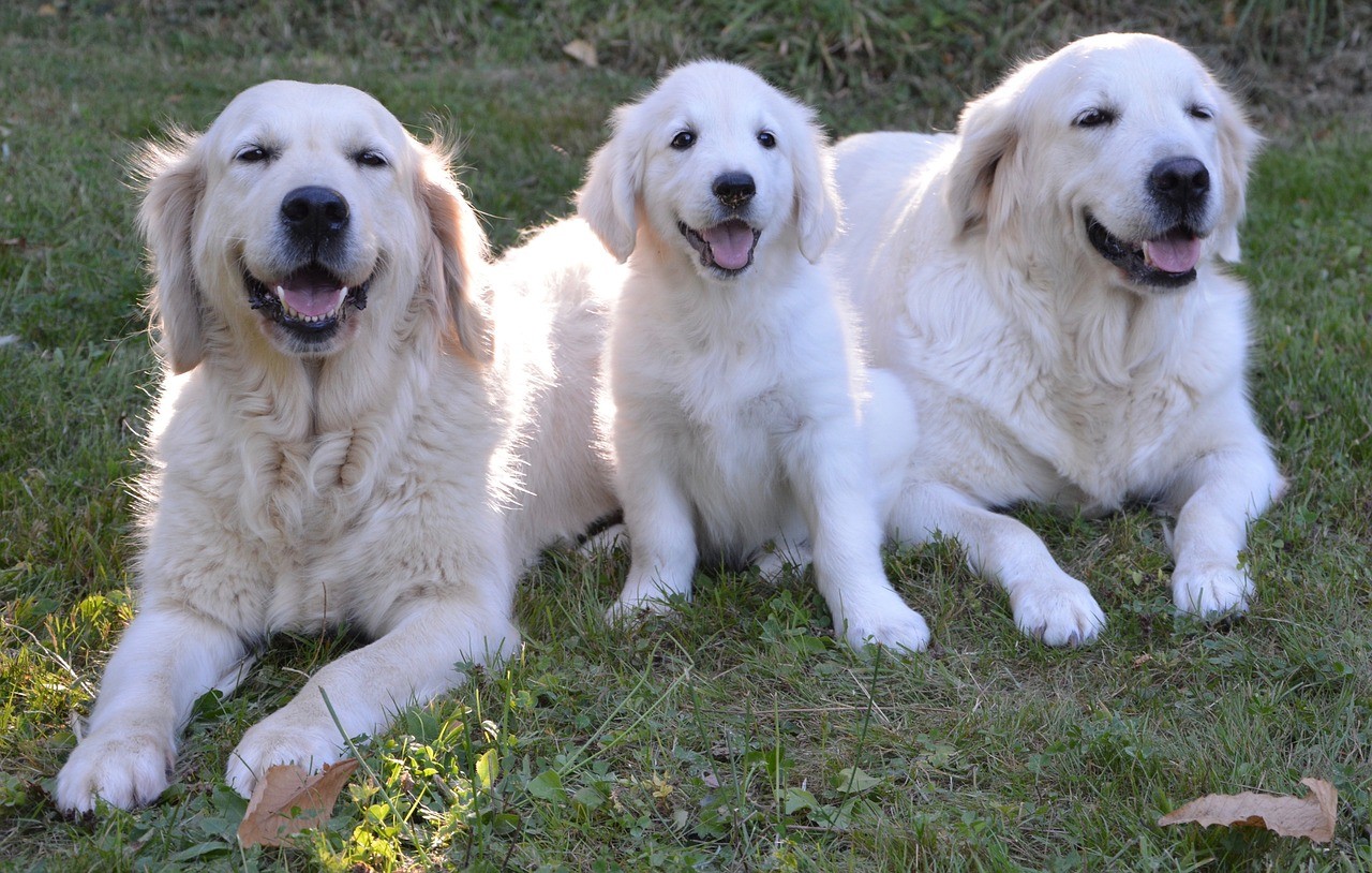 Cachorros são monitorados para saber quais têm personalidade para ser um cão-guia (Foto: Pexels)