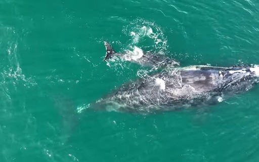 Une baleine donne naissance à un bébé alors qu’elle est attachée à un filet de pêche aux États-Unis – Galileo Magazine