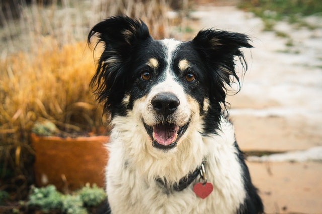 O border collie é um cão extremamente inteligente (Foto: Pexels/ Brent Olson/ CreativeCommons)