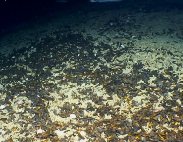 Inúmeros ovos de tubarão foram encontrados nas águas profundas do mar da Irlanda (Foto: Reprodução The Independent )