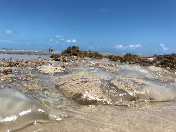 Agua Viva Piscinas Mogi Das Cruzes Aguas Vivas Invadem Praias De Joao Pessoa Em Periodo De Reproducao