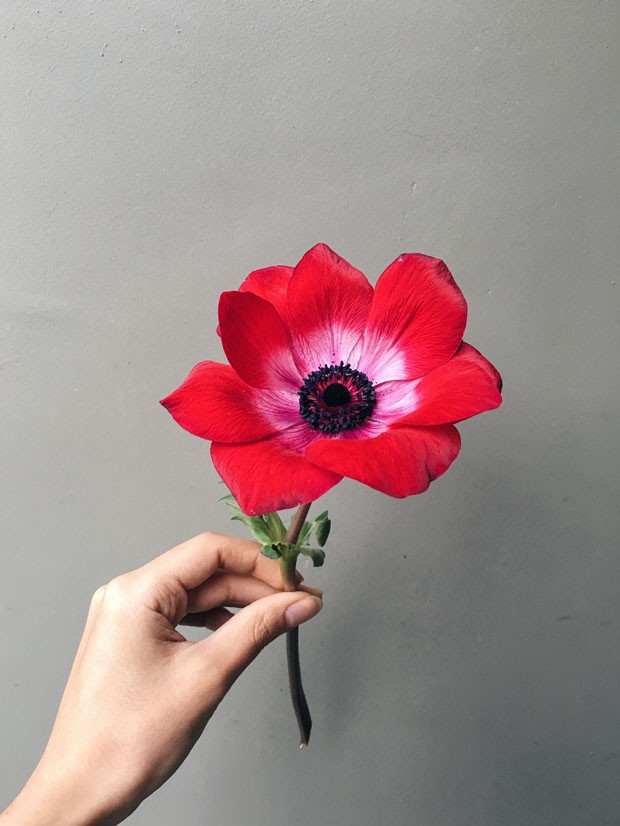 Anêmona: conheça essa flor colorida de miolo negro - Casa Vogue | Natureza  em casa