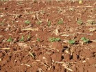 Maracaju tem a maior área cultivada com soja em MS, aponta entidade