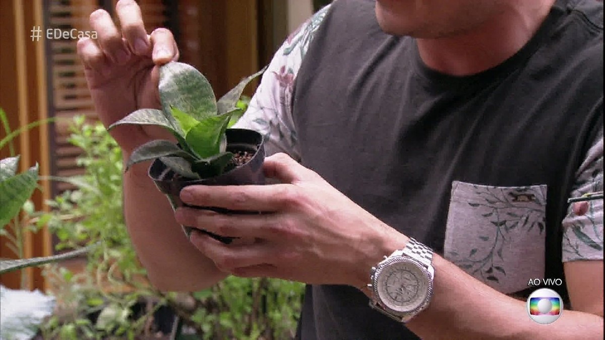 Recupere as suas plantas murchas | como fazer | gshow