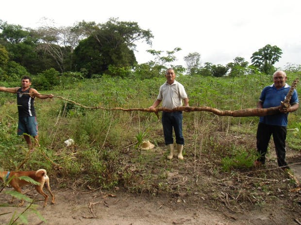 A mandioca mede mais de 5 metros, e pesa aproximadamente 20 quilos (Foto: Divulgação/Agência Pará)
