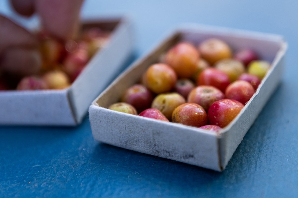 Micro maçã é uma adaptação da fruta ao clima congelante da Rússia. — Foto: REUTERS/Maxim Shemetov