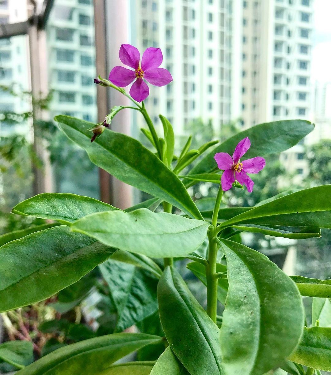 6 espécies de plantas comestíveis que você pode cultivar em casa (Foto: Reprodução/ Instagram/ @oinkyviv)
