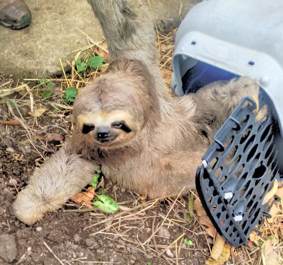 Bicho-preguiça resgatado pela segunda vez em dois dias em Valinhos — Foto: Guarda Municipal/Divulgação