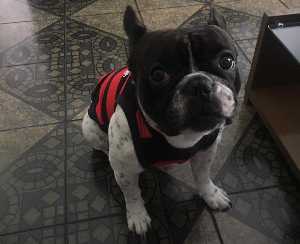 Esse é o Bud, mascote do flamenguista Júnior Fernandes — Foto: Júnior Fernandes / Arquivo pessoal