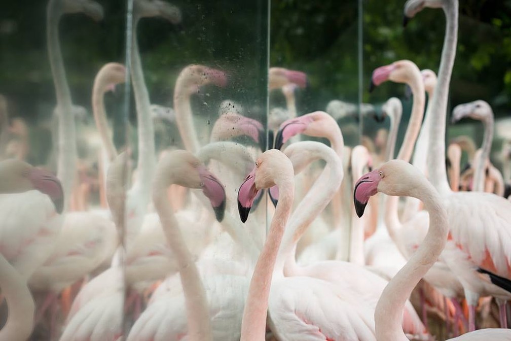 Espelhos instalados no recinto dos ninhos fazem com que os flamingos pensem que existam mais da mesma espécie; técnica auxilia na reprodução — Foto: Parque das Aves/Divulgação