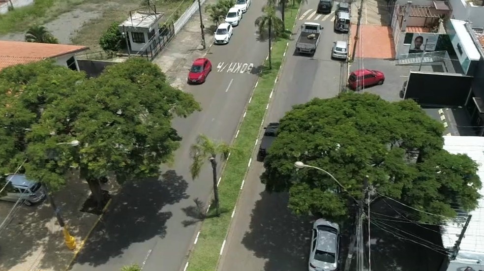 Sibipirunas na Avenida Carlos Botelho, em Piracicaba — Foto: Ricardo Custódio/ EPTV