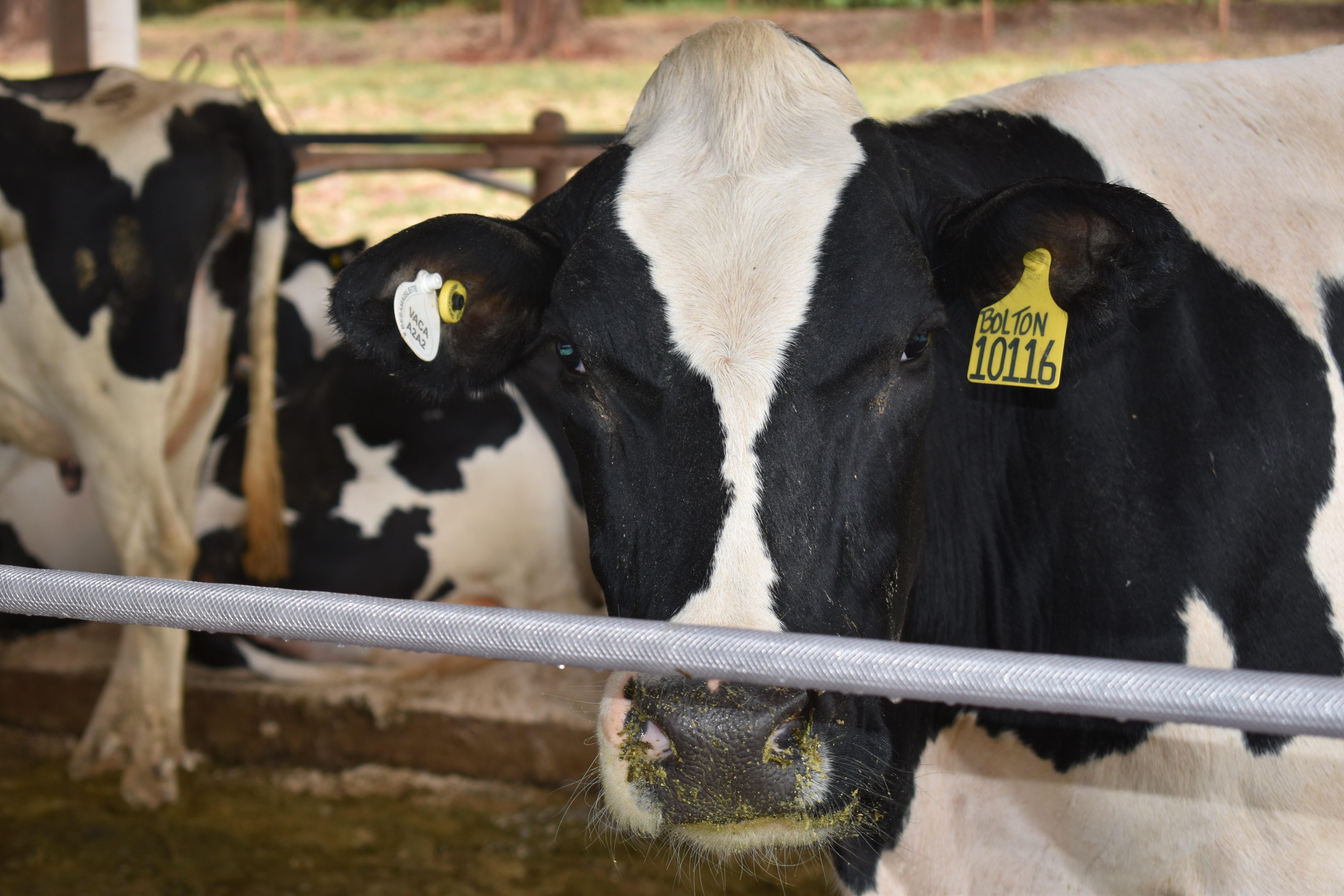 Preço da vaca leiteira chega a R$ 4,7 mil em Rondônia; veja cotação thumbnail