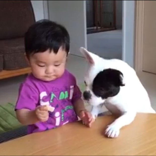 Bebê e cão: amigos ou concorrentes? (Foto: Reprodução - YouTube)