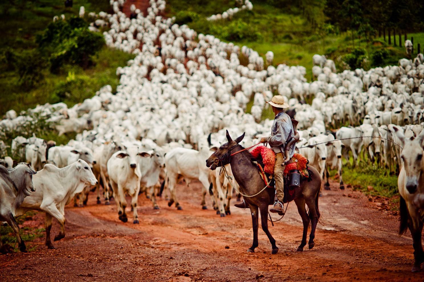 Fiscais resgatam grupo que levava gado a pé na Transamazônica - Revista  Globo Rural | Boi